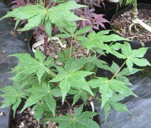 RUGOSE UPRIGHT JAPANESE MAPLE