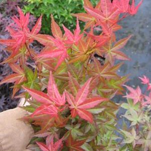 SHISHIO IMPROVED UPRIGHT JAPANESE MAPLE