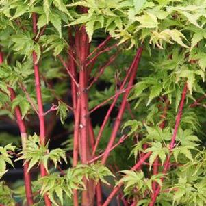 Acer palmatum matsumurae 'Winter Flame'