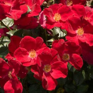 Rosa x 'WEKcisbako'