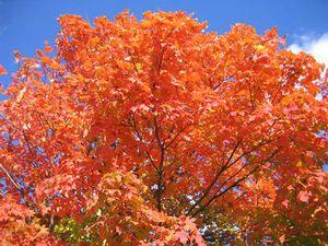 FIREHOUSE SUGAR MAPLE
