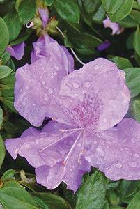 AUTUMN LILAC® ENCORE® AZALEA