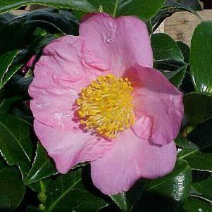 WINTER'S STAR CAMELLIA
