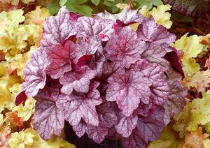 SUGAR PLUM CORAL BELLS