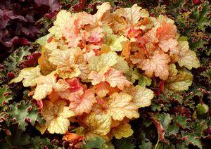 MIDAS TOUCH CORAL BELLS