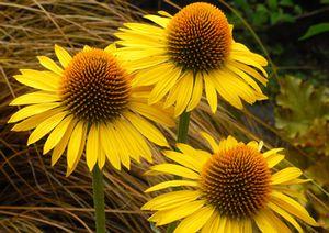 MAUI SUNSHINE CONEFLOWER