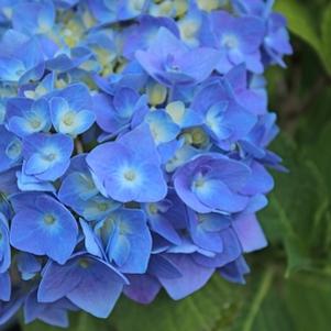 Hydrangea macrophylla 'Grenan'