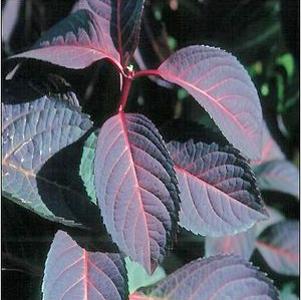 Hydrangea macrophylla 'Lady in Red'