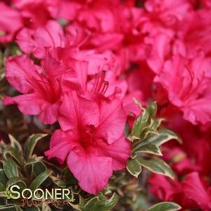 Rhododendron x 'Farrow'