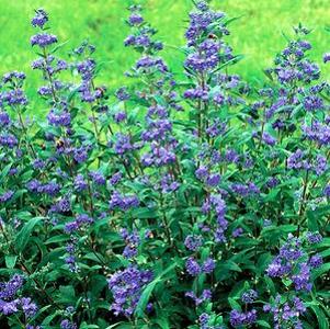 Caryopteris x clandonensis 'Inoveris' 'Grand Bleu'