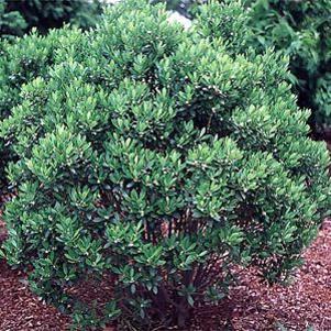 Ilex glabra 'Shamrock'
