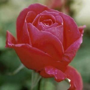 Rosa x 'Winnipeg Parks'