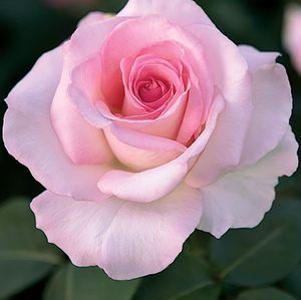PINK PROMISE HYBRID TEA ROSE