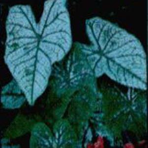 CANDIDUM CALADIUM