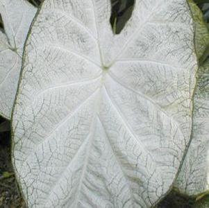 JUNE BRIDE CALADIUM