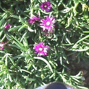 PURPLE ICE PLANT