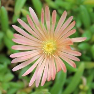 MESA VERDE® ICE PLANT