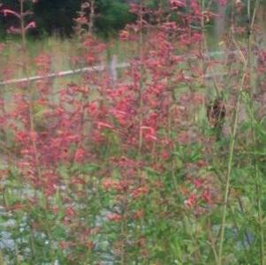 Agastache x 'Firebird'