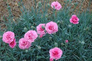 MISS PINKY DIANTHUS