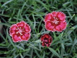 STRAWBERRY SORBET DIANTHUS