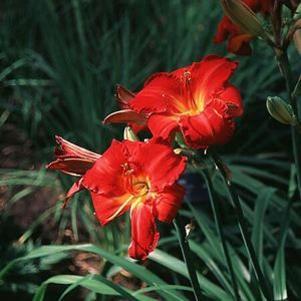 Hemerocallis x 'Red Poll'