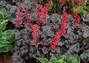 HOLLYWOOD CORAL BELLS