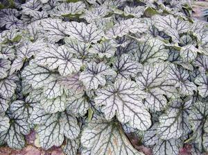 VENUS CORAL BELLS
