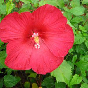 RED FLARE HARDY HIBISCUS