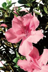 AUTUMN DEBUTANTE® ENCORE® AZALEA