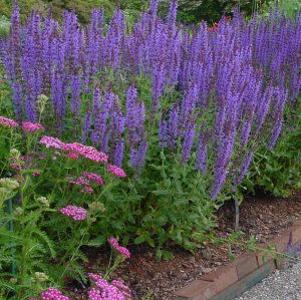 Salvia nemerosa 'Blue Hill'