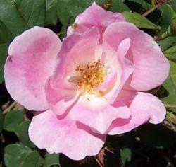 Rosa x 'Radyod'
