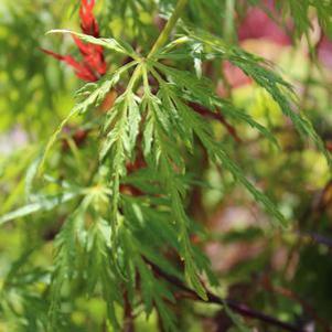 Acer palmatum dissectum 'Seiryu'