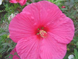 Hibiscus x moscheutos 'Aquarian'