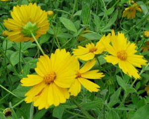 SUNSHINE SUPERMAN TICKSEED