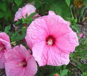 Hibiscus x moscheutos 'Dream Catcher'