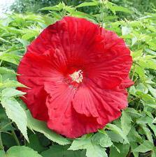 Hibiscus x moscheutos 'Torchy'