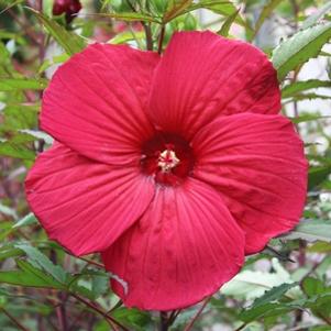 Hibiscus x moscheutos 'Fireball'