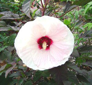 Hibiscus x moscheutos 'Crown Jewels'
