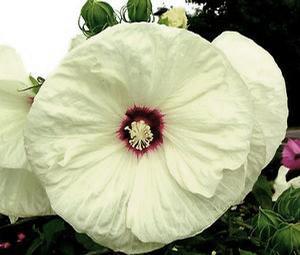 Hibiscus x moscheutos 'Old Yella'