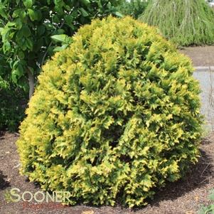 Thuja occidentalis 'Sunkist'