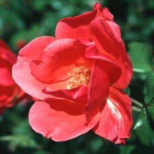 SEVILLANA® SHRUB ROSE