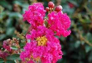 RASPBERRY DAZZLE® CRAPEMYRTLE