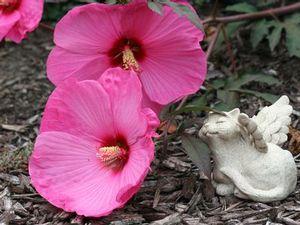 KUI NUKU DWARF FLEMING™ HARDY HIBISCUS