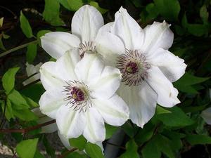 Clematis x patens 'Miss Bateman'