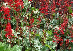 LIPSTICK CORAL BELLS