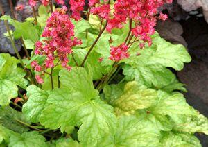 HAVANA CORAL BELLS