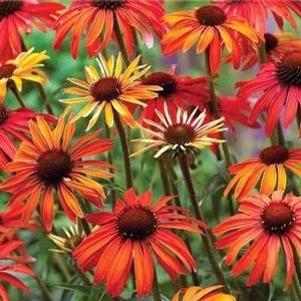 HOT SUMMER CONEFLOWER