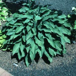 Hosta x 'Krossa Regal'