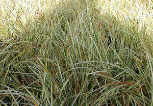 Carex morrowii 'Aurea Variegata'