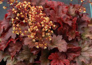ROOT BEER CORAL BELLS